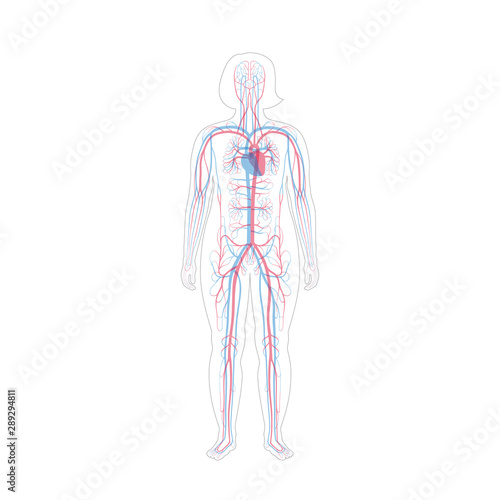 circulatory system anatomy