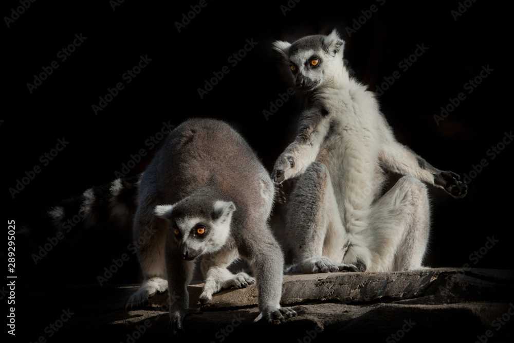 Naklejka premium feline lemur with luminous clear eyes in the dark.