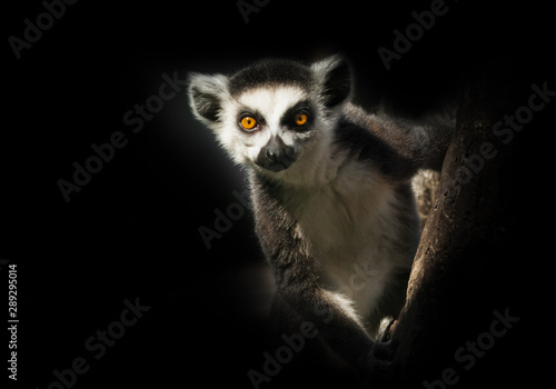 Ring-tailed lemur in the dark sits on a branch - eyes will look forward. © Mikhail Semenov