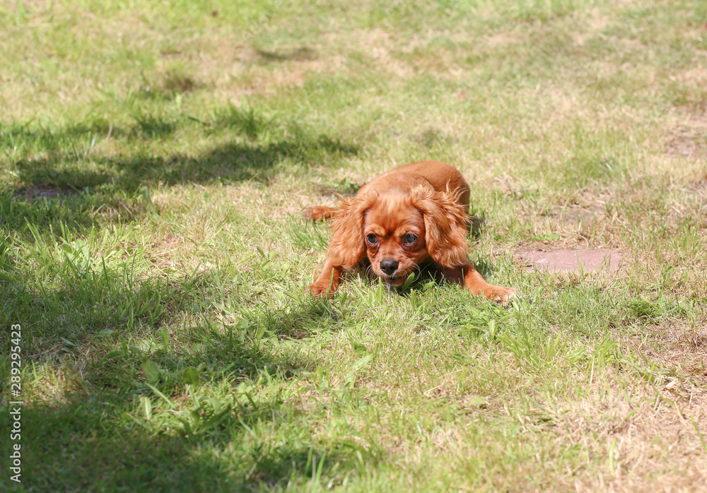 ruby coloured cavalier King Charles spaniel laying down up to mischief