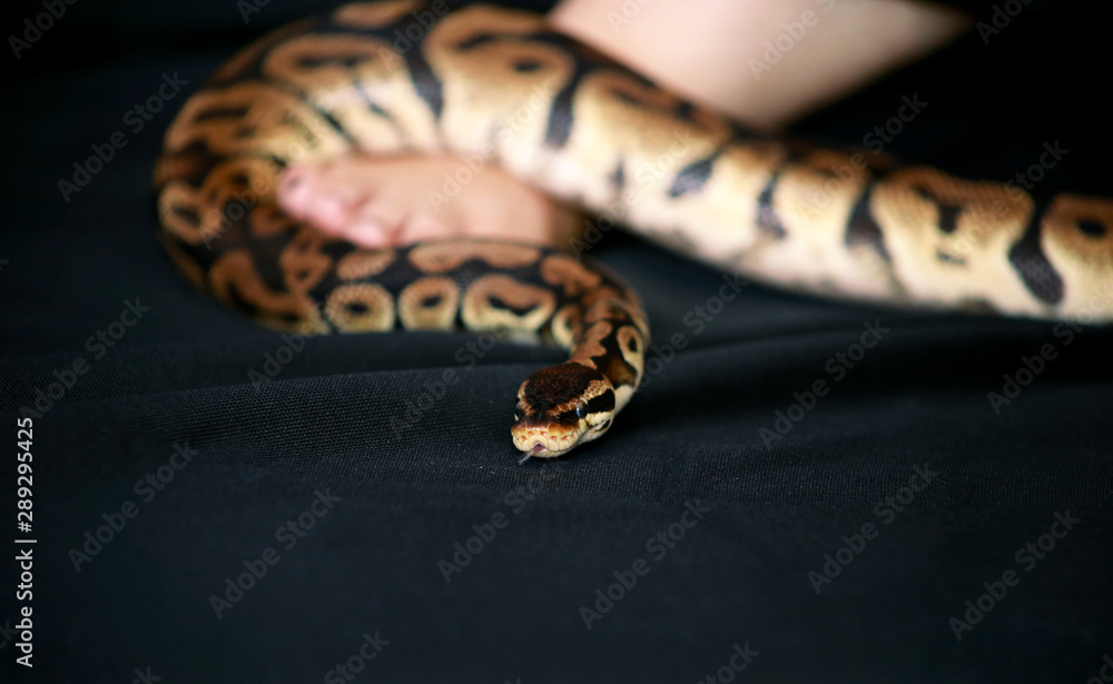 Leg with Royal Python snake. Ball Python slithering on female foot and ...