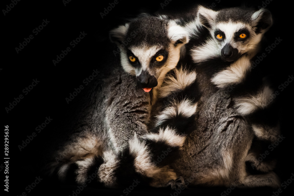 Two animals, ring-tailed lemur) sleep together curled up, eyes from a ball of hairy bodies, a symbol of sleep and nightmares glow from the darkness. Two animals, ring-tailed lemur) sleep together curled up, eyes from a ball of hairy bodies, a symbol of sleep and nightmares glow from the darkness.