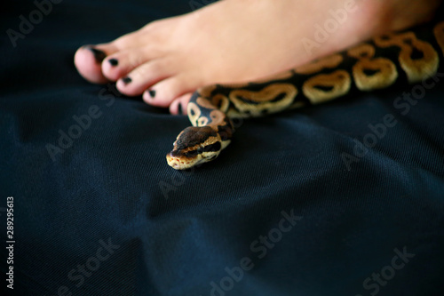 Female leg with Royal Python snake. Ball Python slithering across black cover bed. Species snake Python regius non poisonous crawling next to foot and leg. Exotic tropical cold blooded reptile animal.