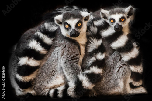 Two animals, ring-tailed lemur) sleep together curled up, eyes from a ball of hairy bodies, a symbol of sleep and nightmares glow from the darkness.