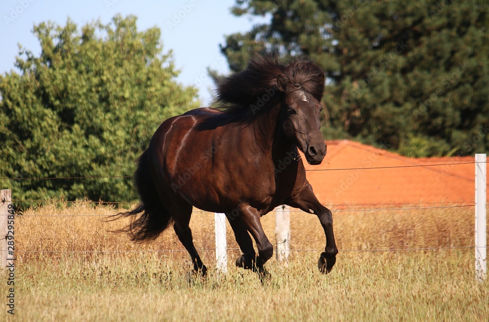 beautiful dark icelandic horse is running on the paddock beautiful dark icelandic horse is running on the paddock