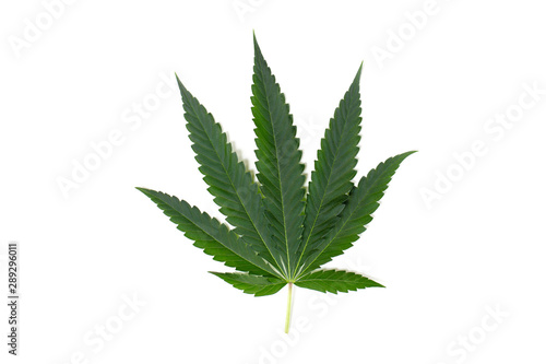 marijuana leaves isolated on white background.Cannabis leaf