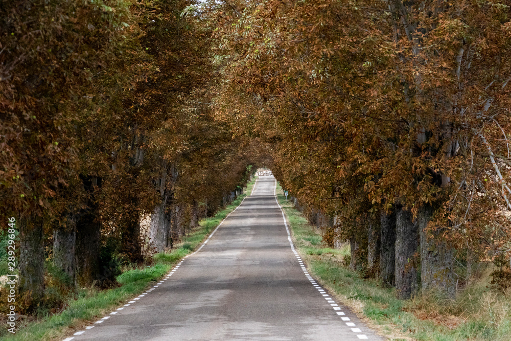 Obraz premium road in the forest