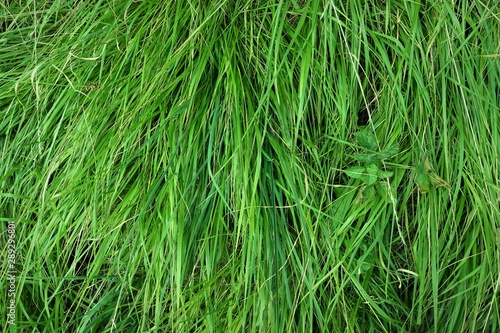 fresh spring grass from above