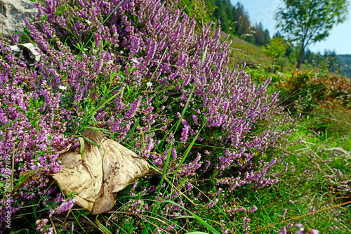 vergammelter Pilz in einer Glocken-Heide (Erica tetralix) im Naturschutzgebiet Feldberg-Belchen-Oberes Wiesental / Schwarzwald photo