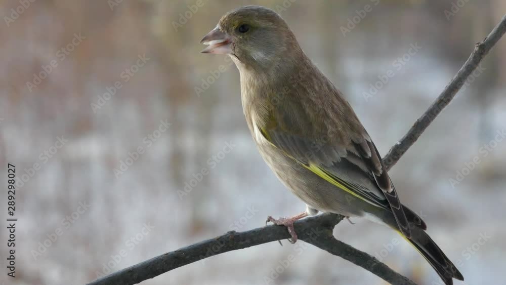 The greenfinch on a branch eats sunflower seeds The greenfinch on a branch eats sunflower seeds