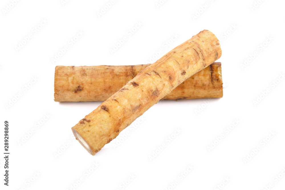 fresh burdock root or Gobo on white background fresh burdock root or Gobo on white background