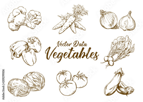 Hand-drawn illustration material: vegetable set, pen drawing