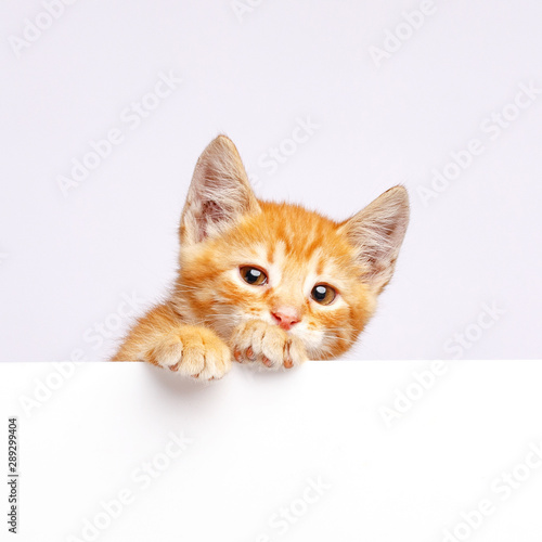 A cute ginger kitten peeks out from the edge of a white board. Copy space.