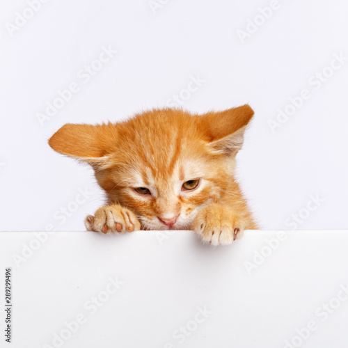 A cute ginger kitten peeks out from the edge of a white board. Copy space.
