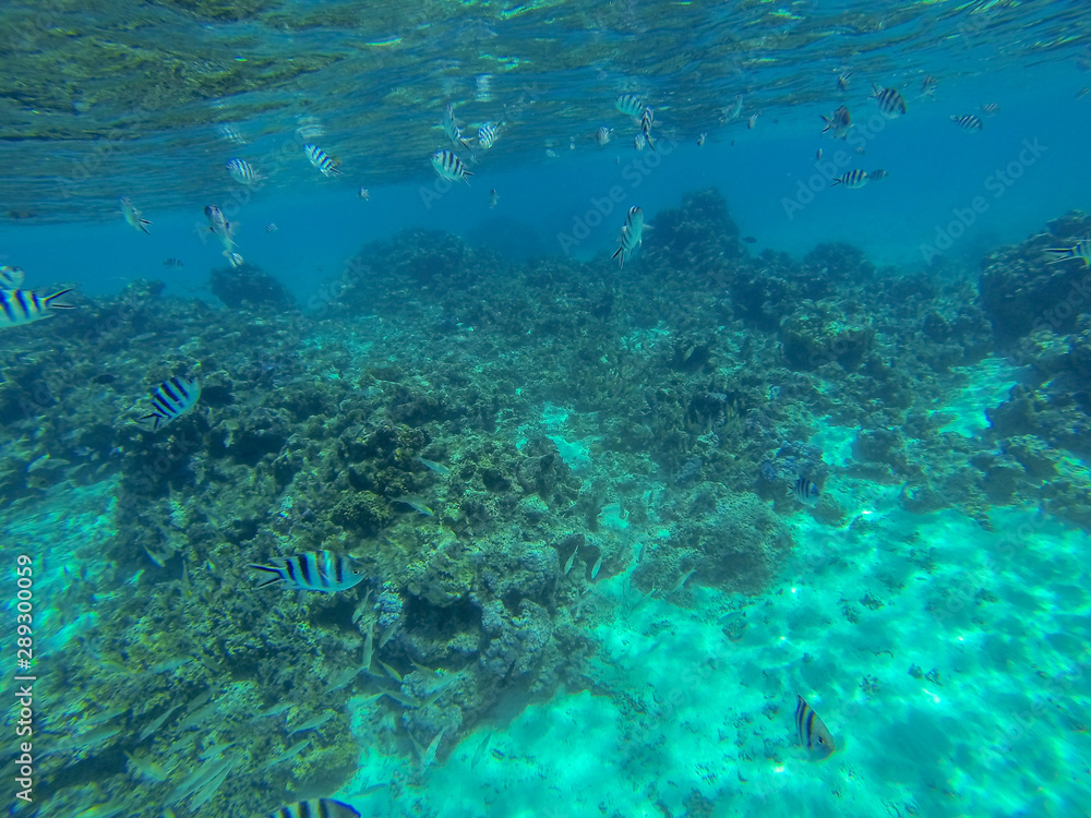 Snorkeling in French Polynesia