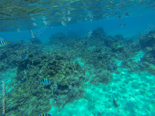 Snorkeling in French Polynesia