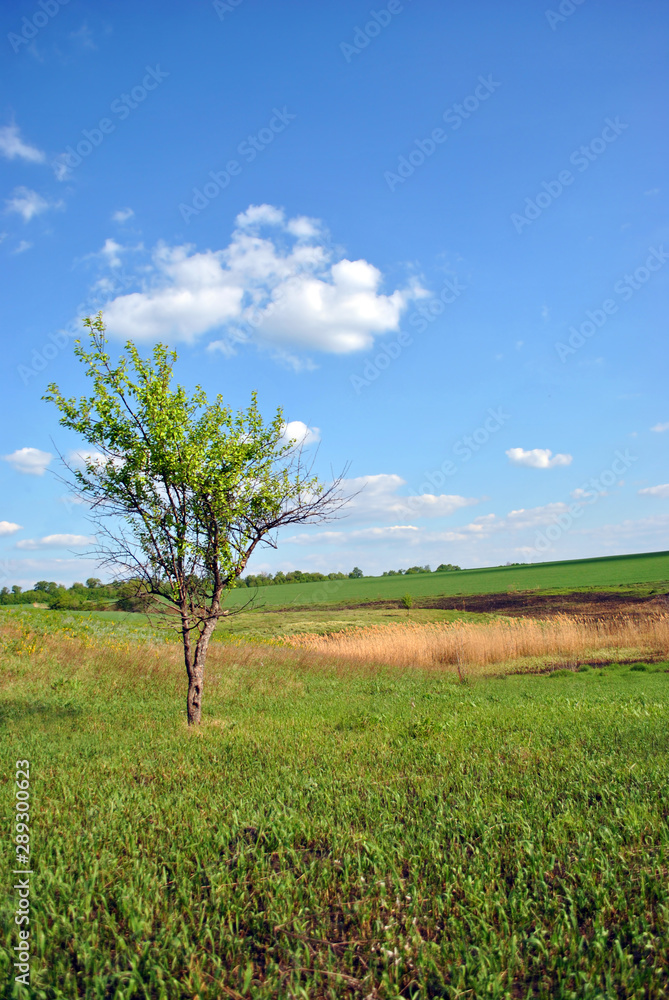 Landscape with green meadow and tree on it, yellow reeds, blue cloudy sky on horizon, sunny day Landscape with green meadow and tree on it, yellow reeds, blue cloudy sky on horizon, sunny day