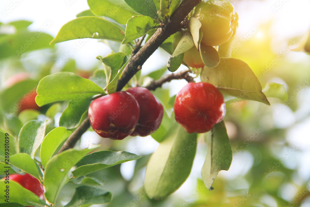 Fresh organic Acerola cherry on the tree Fresh organic Acerola cherry on the tree