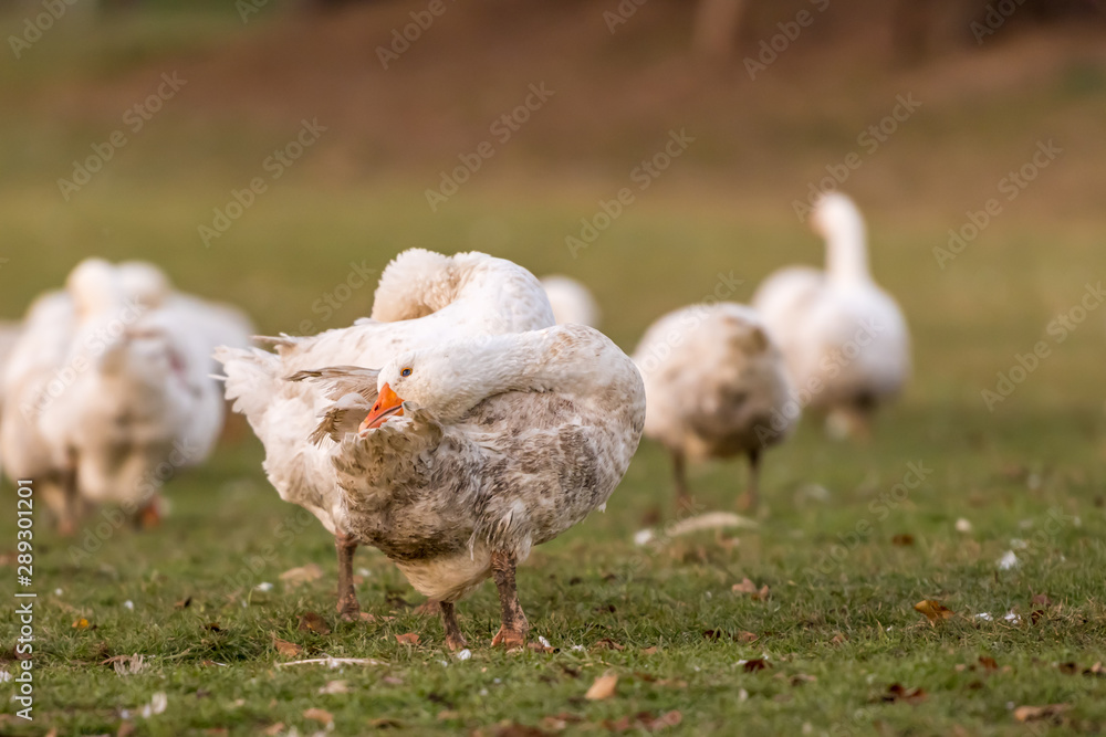 A lot of white fattening geese on a meadow A lot of white fattening geese on a meadow