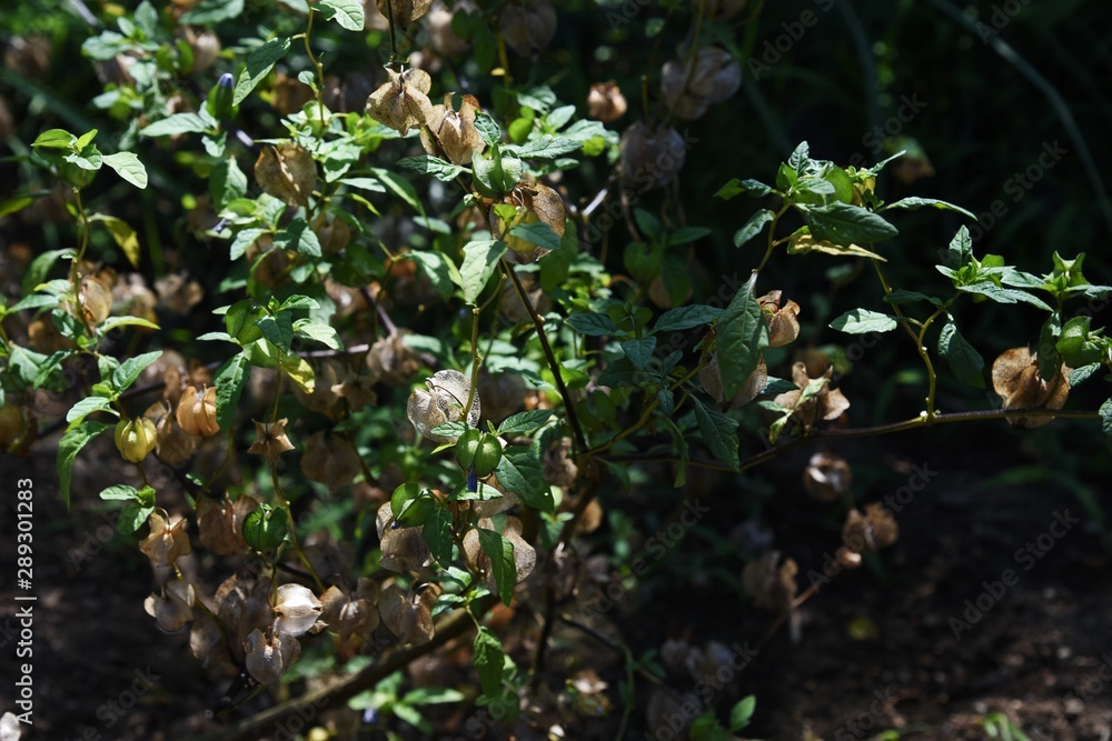 Apple of Peru is a solanaceous poisonous plant that bears light blue flowers and physalis-like fruits. Apple of Peru is a solanaceous poisonous plant that bears light blue flowers and physalis-like fruits.