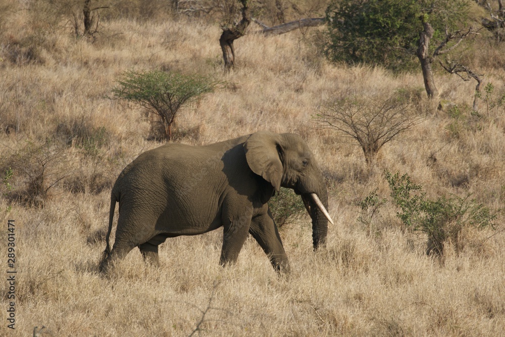 Walking African bush Elephant in the forest, Umfolozi ,South Africa Walking African bush Elephant in the forest, Umfolozi ,South Africa
