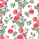 Beautiful bright pattern from a branch of a red rose with buds