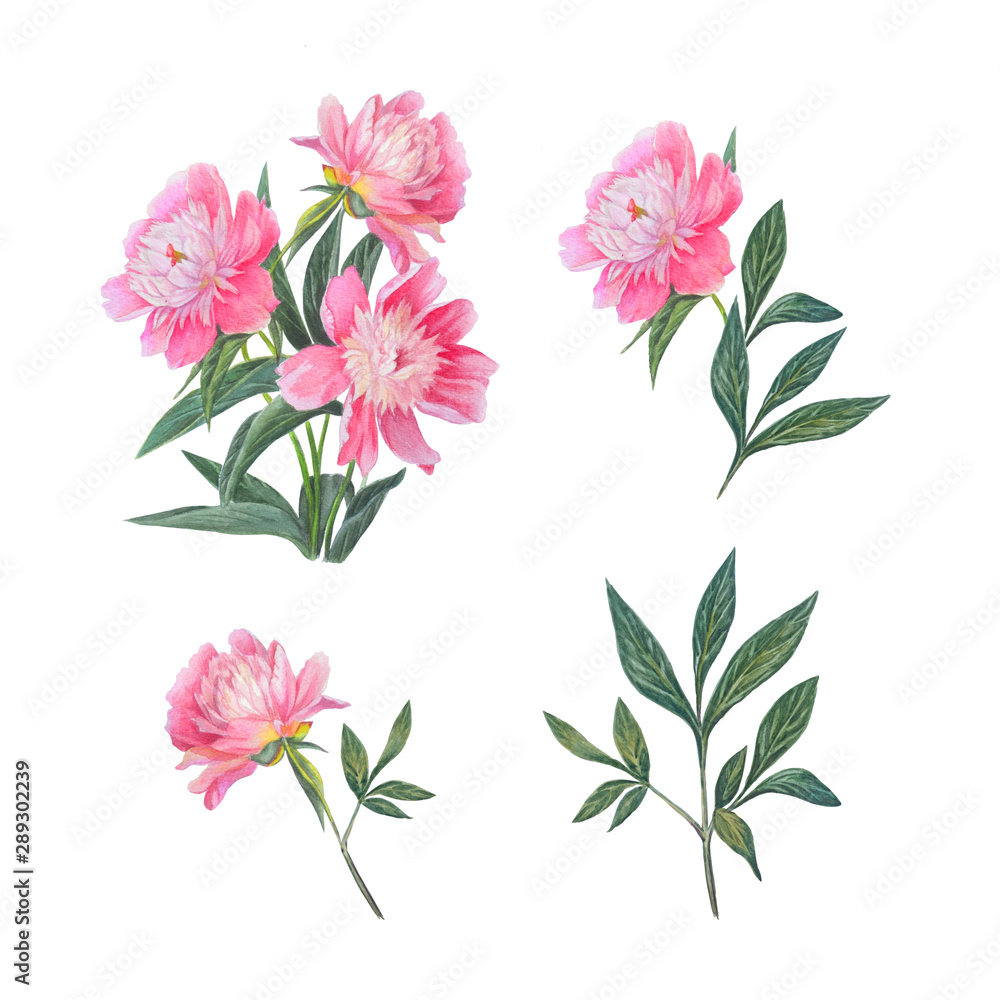 Obraz Beautiful pink peonies isolated on white background.