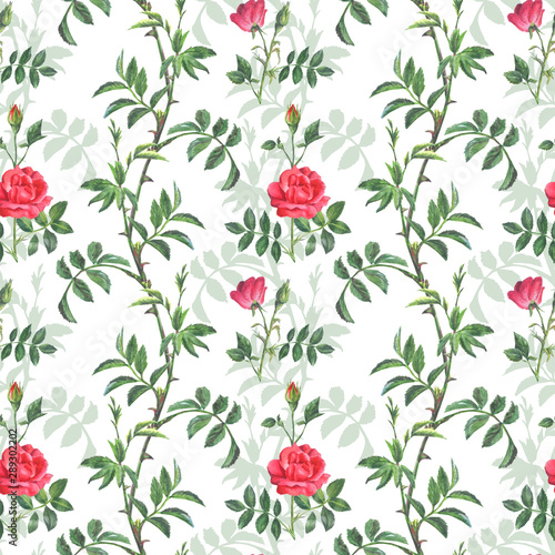 Beautiful pattern of pink roses with green leaves on a white background.