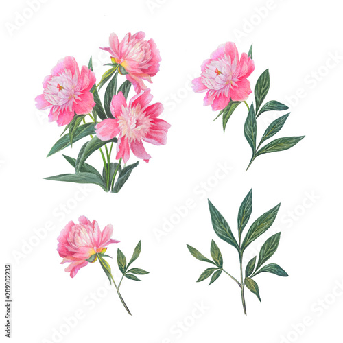 Beautiful pink peonies isolated on white background.