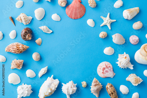 sealife and summer concept - frame of different sea shells on blue background