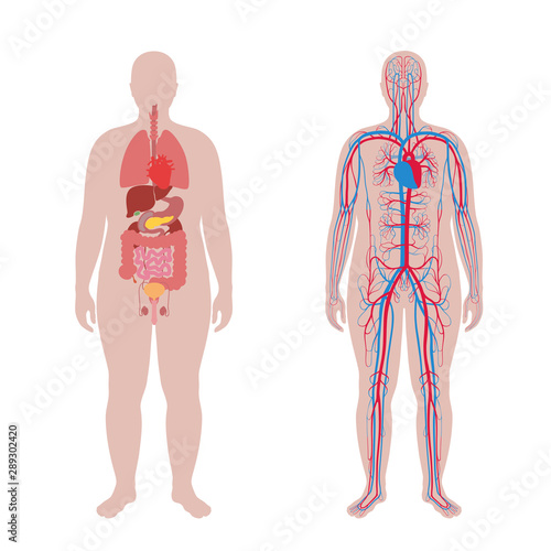 internal organs and circulatory system