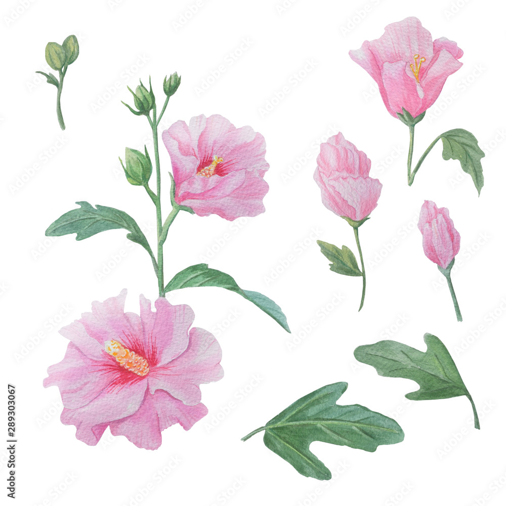 Watercolor illustration: mallow (Syrian rose).  Set of flowers elements.