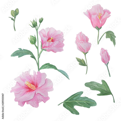 Watercolor illustration: mallow (Syrian rose).  Set of flowers elements.