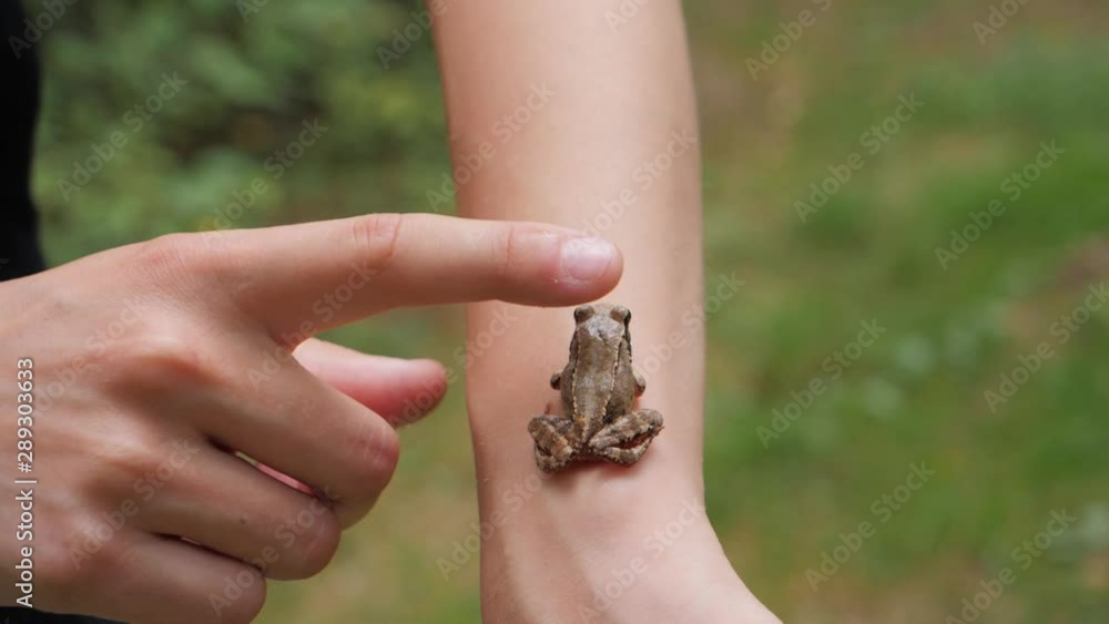 Slow motion Agile Frog jumping off a person's hand after they try to stroke it Slow motion Agile Frog jumping off a person's hand after they try to stroke it
