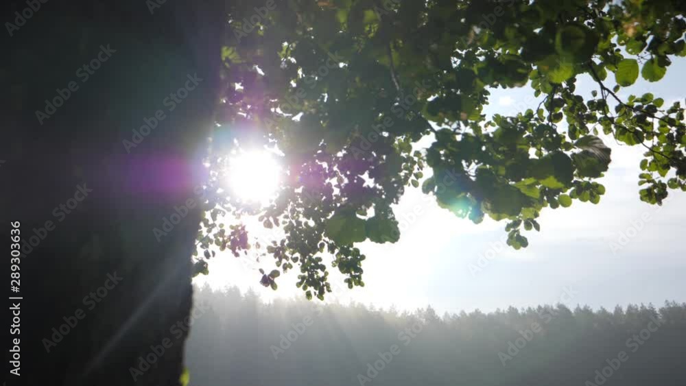 Slow motion pan from behind a tree to the sun shining through leaves and trees over morning mist on Saulys lake, Lithuania Slow motion pan from behind a tree to the sun shining through leaves and trees over morning mist on Saulys lake, Lithuania
