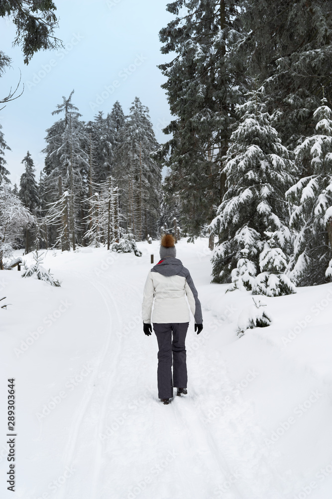 Rear view of a woman is walking in a winter landscape