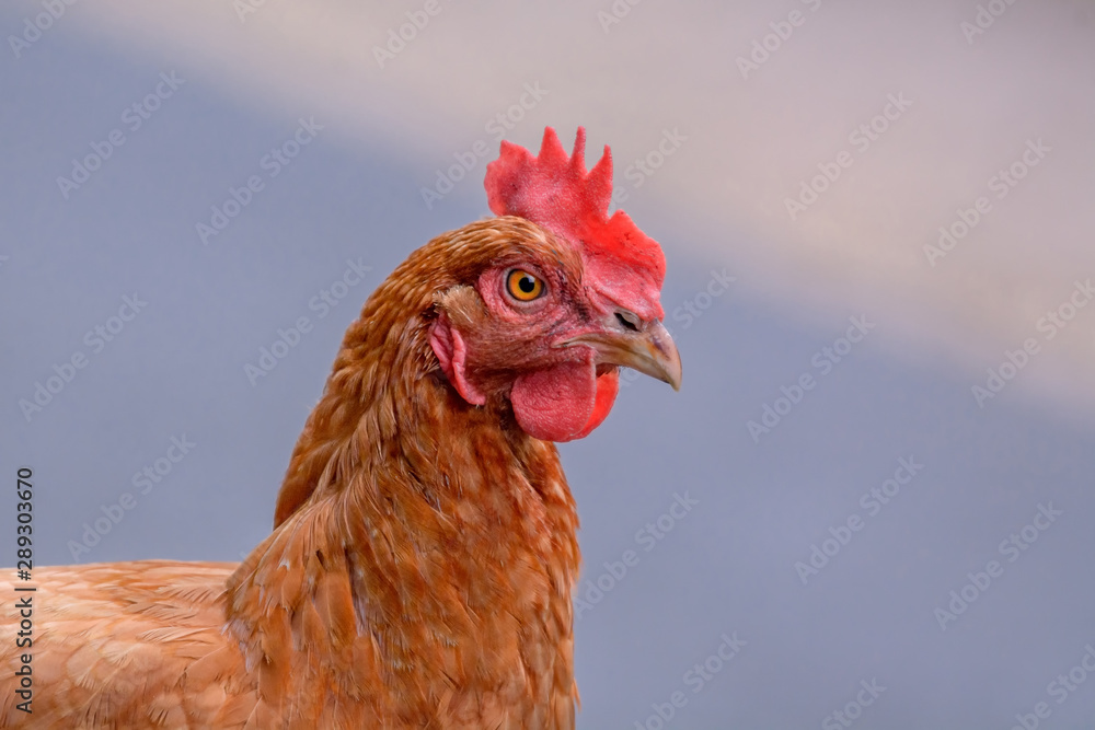 Porträt eines Hühnerkopfes