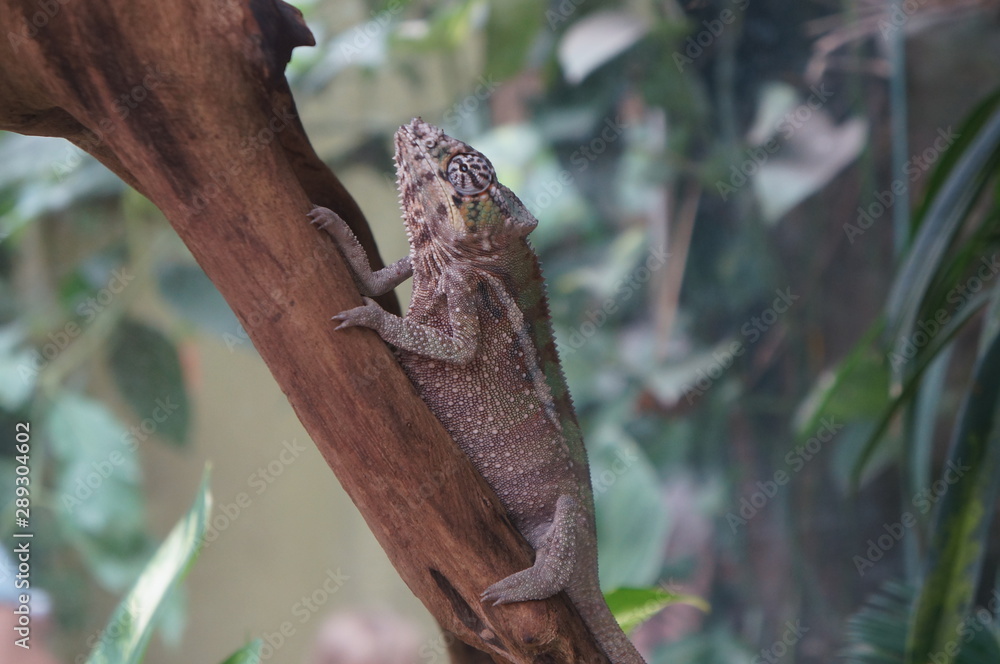 Fototapeta premium iguana on a branch