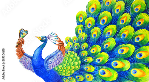 Photos A beautiful peacock admires himself in the mirror