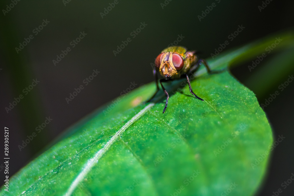 fly on leaf fly on leaf