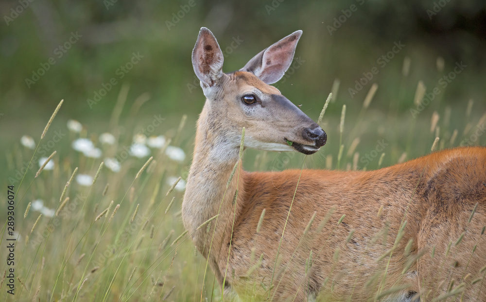 White-tailed Doe White-tailed Doe