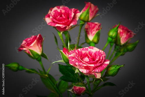roses close up © terex