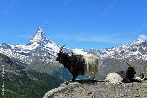 the valais backneck goats in front of the matterhorn mountain