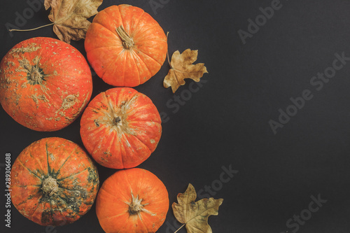 Autumn Pumpkin Thanksgiving Background - orange pumpkins