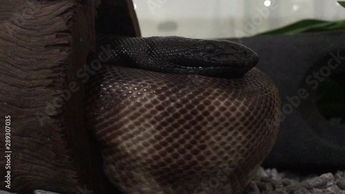 Black-headed python in a tree log in Kimberley Western Australia. photo