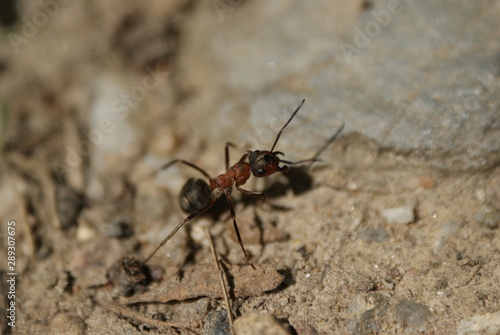 ant on sand