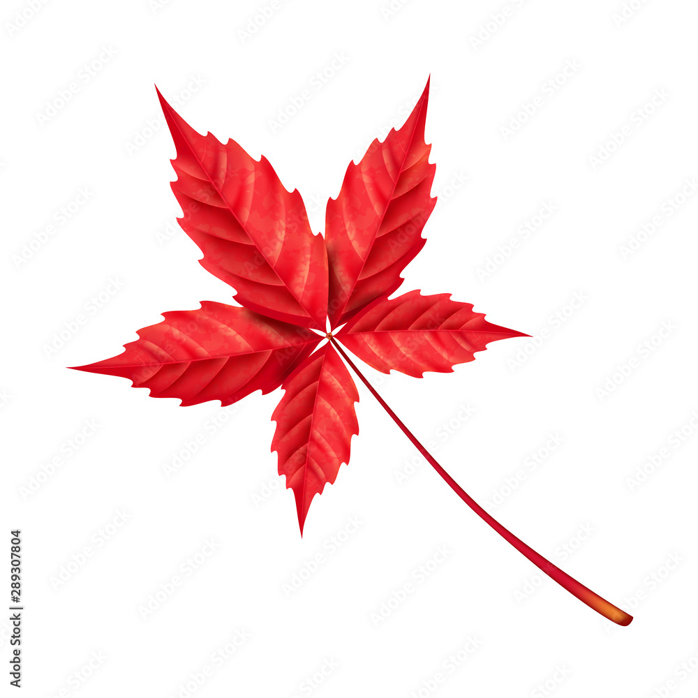 Virginia Creeper Vine, autumn red grape leaf, for design and decoration. Parthenocissus quinquefolia. Virginia Creeper Vine, autumn red grape leaf, for design and decoration. Parthenocissus quinquefolia.