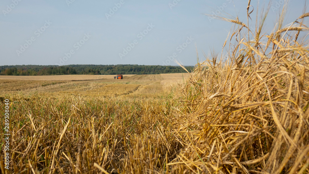 Wheat field.Yellow grain is ready for harvest growing in the farm field