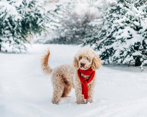 Cute and funny little dog with red scarf playing in the snow. Happy puddle puppy having fun with snowflakes.