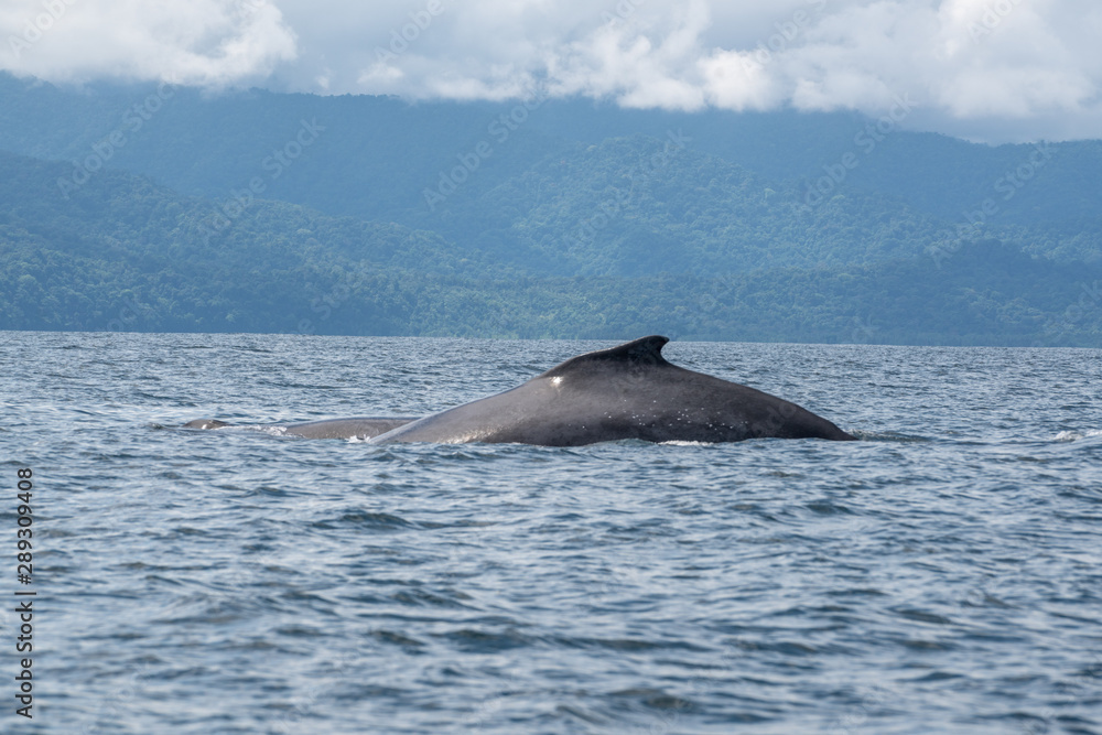Fototapeta premium Baleines à bosses choco Colombia